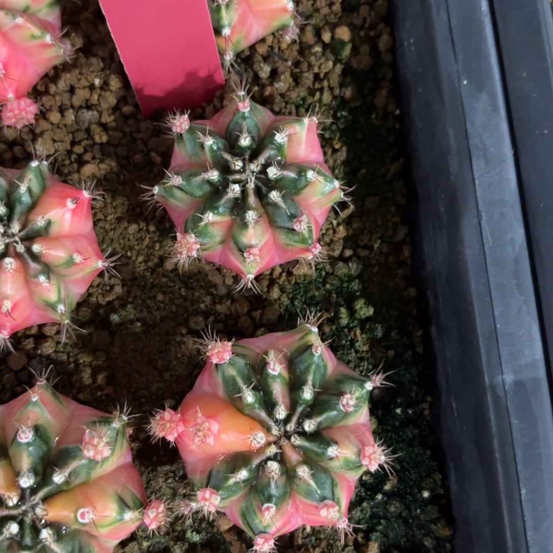 D***）285-1212泰国发货多肉