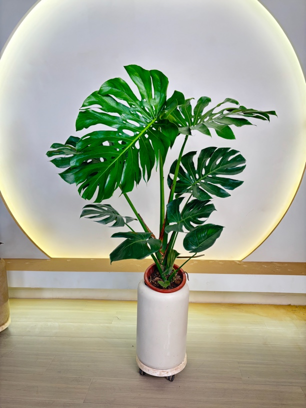 老桩龟背竹北欧风办公室客厅四季常青净化空气吸某甲某醛大型绿植