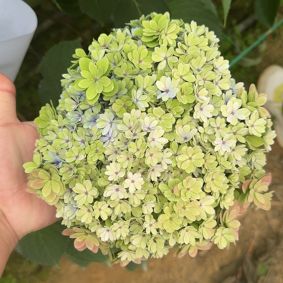 绣球切花一物一拍3枝起包邮，157