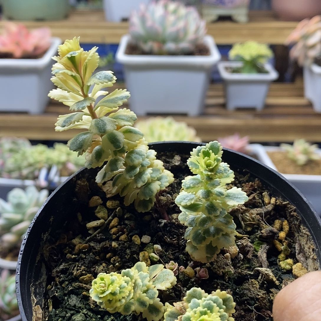 22161 亚特兰蒂斯多肉