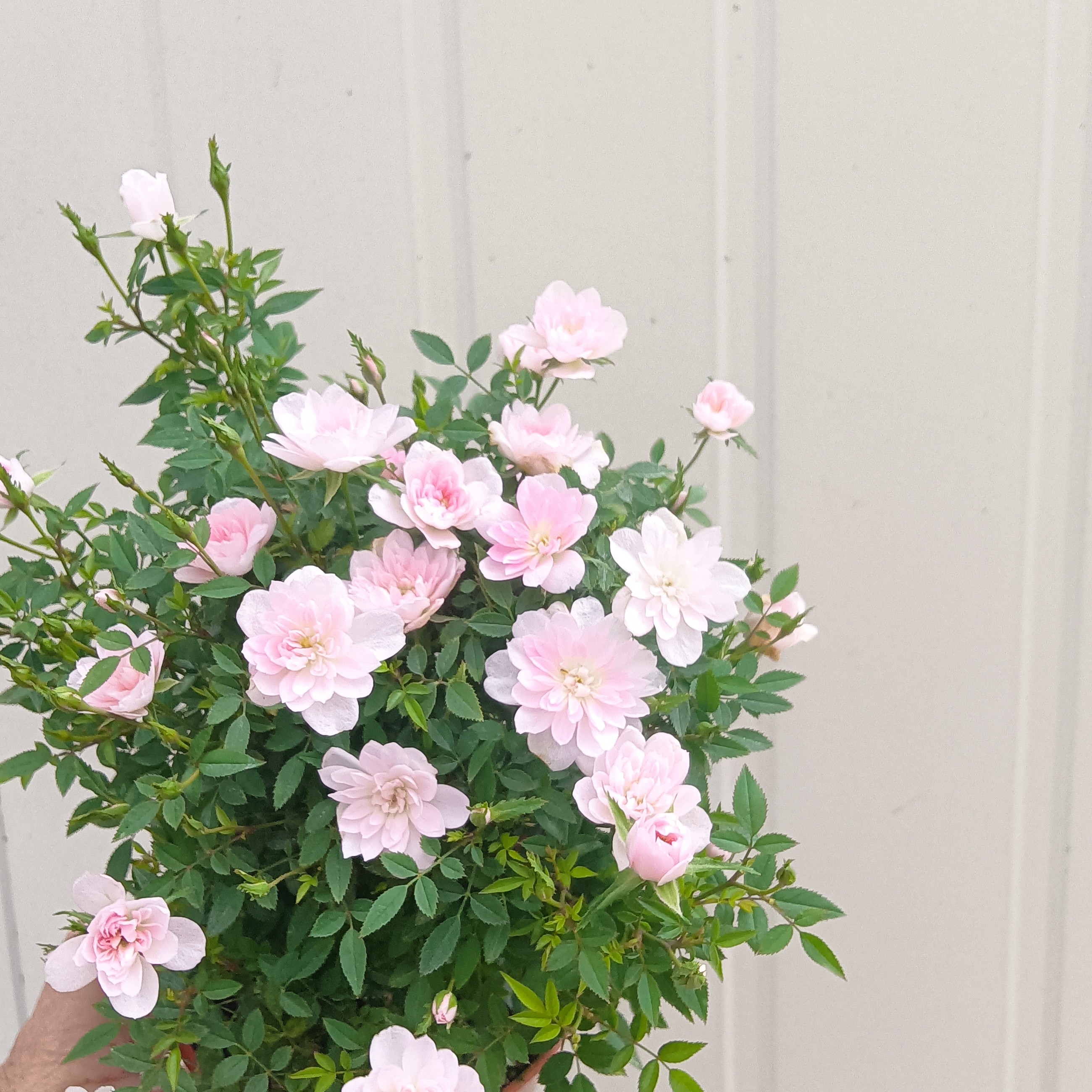 微月超微月季一物一拍专拍链接