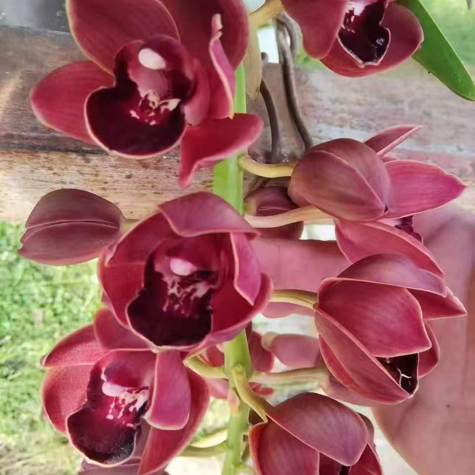 世界红宝石带花苞室内高端好养精品绿植盆栽花期长