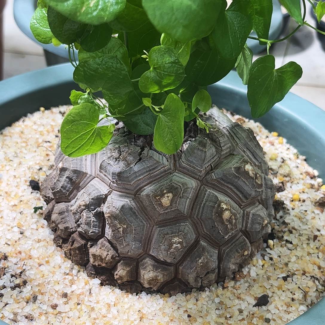 南非盆栽龟，潮流植物
