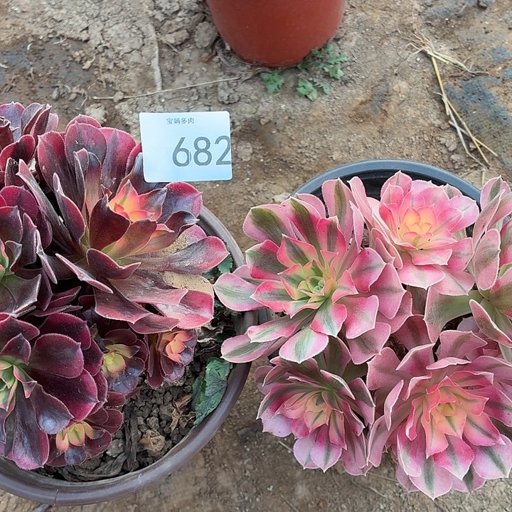 682号一物一拍2颗