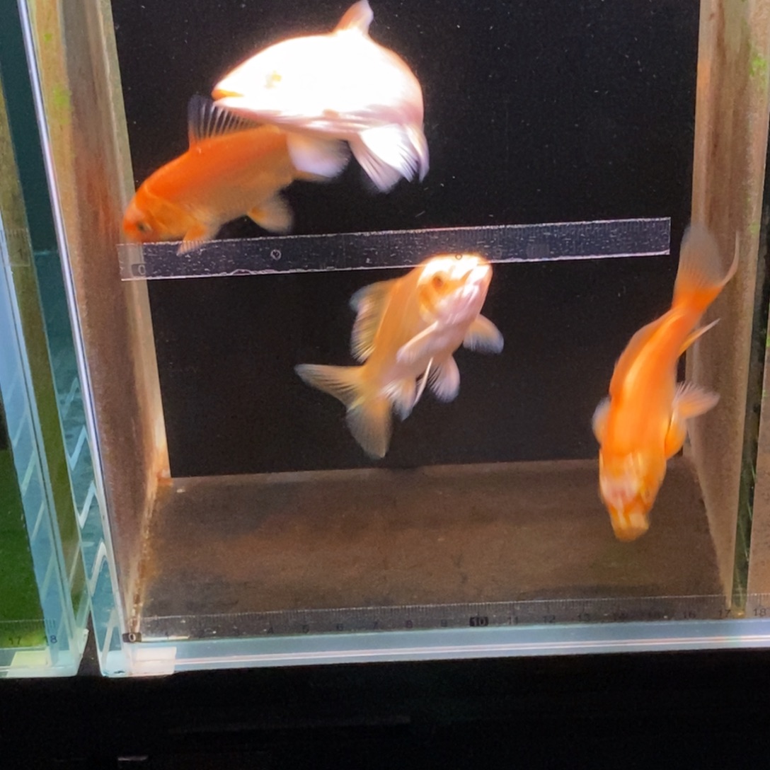 鲲***天蝴蝶鲤鱼蝴蝶鲤苗子