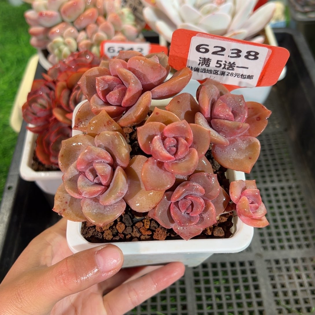 表妹精品多肉6238.