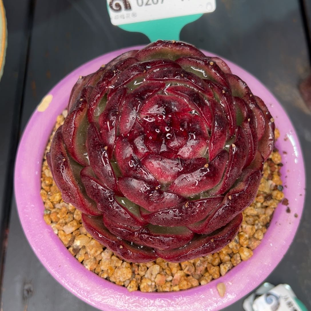 从前慢多肉精选编号0207.176