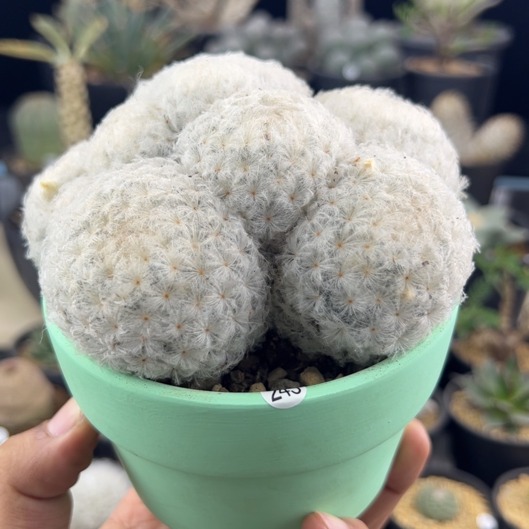 白星实生12+一物一拍