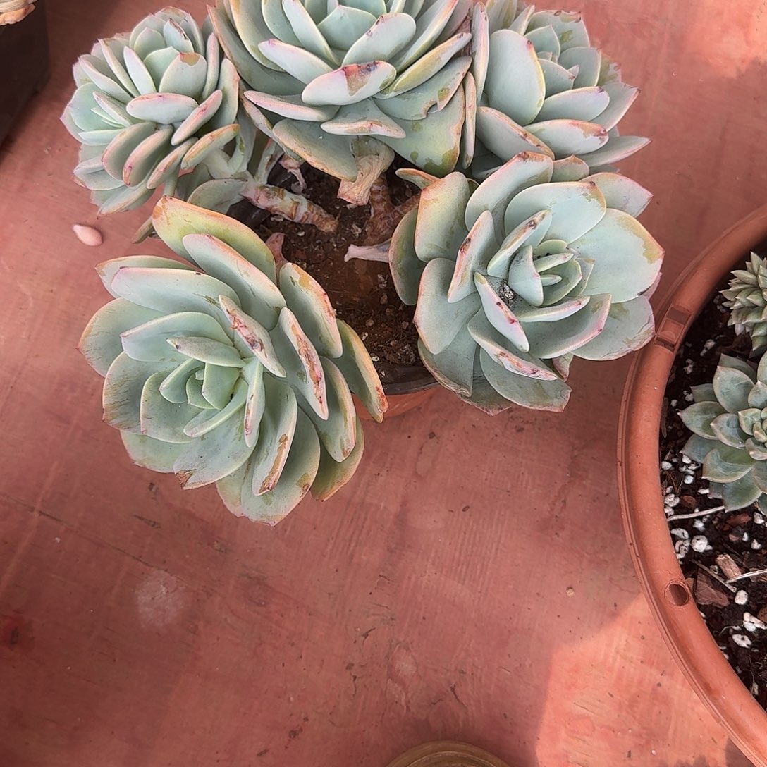 白凤朵朵缀一个一物一拍