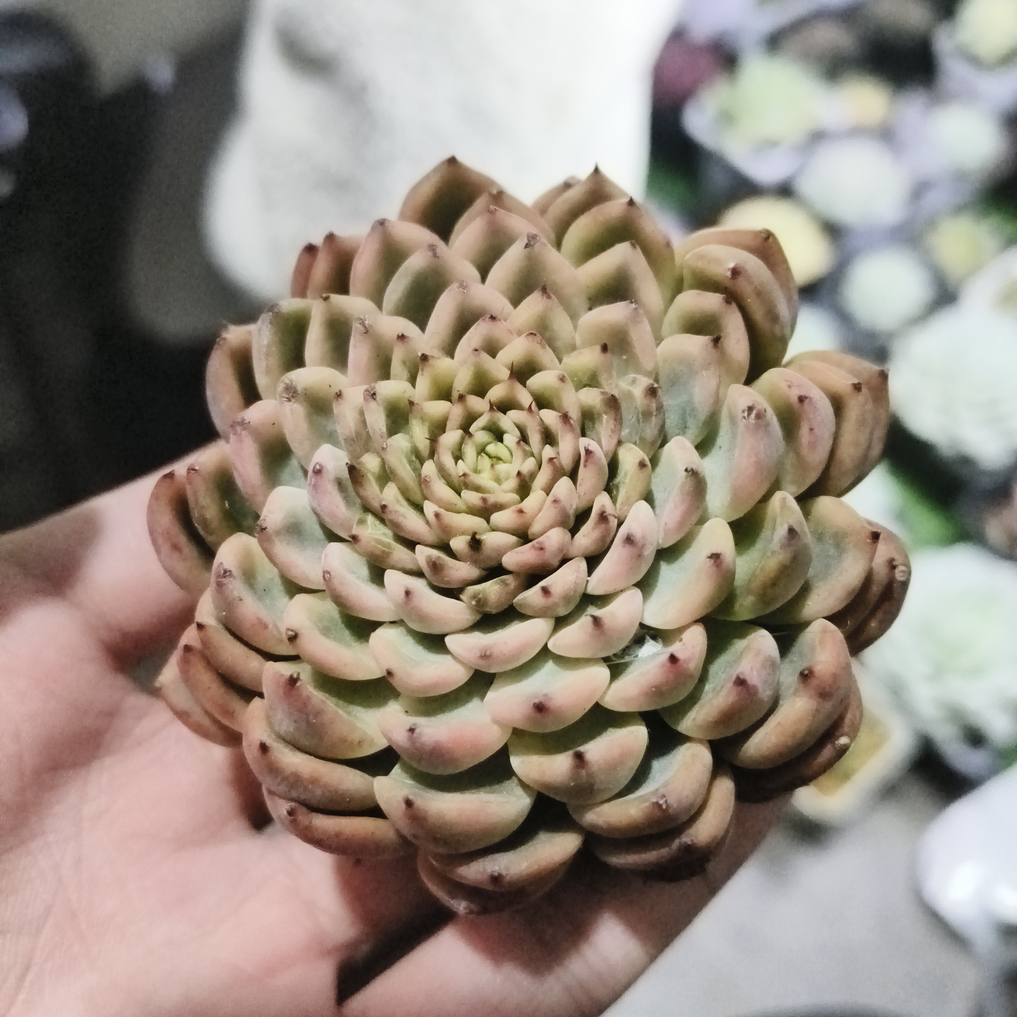 阿吉塔玫瑰锦多肉植物