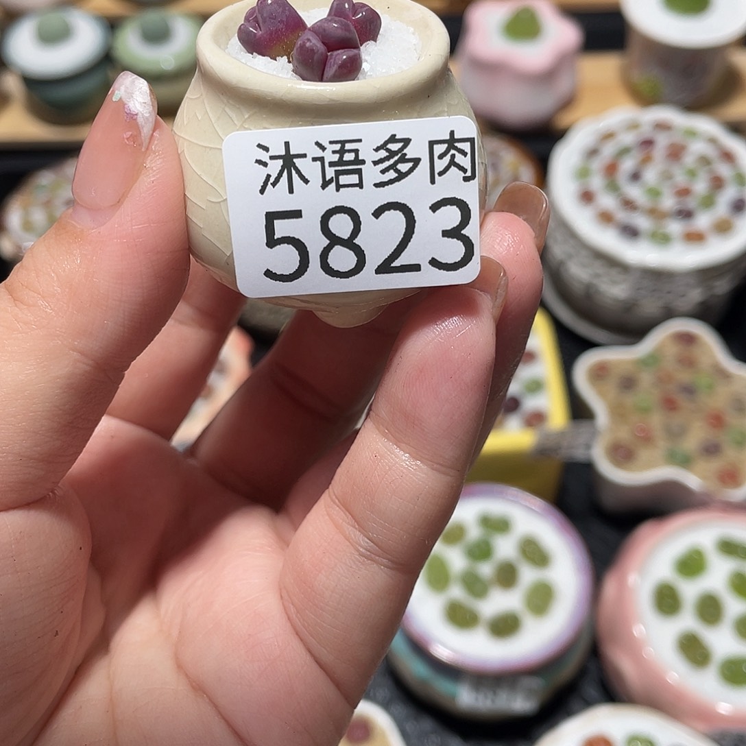 来****带盆土植物 一物一拍5823