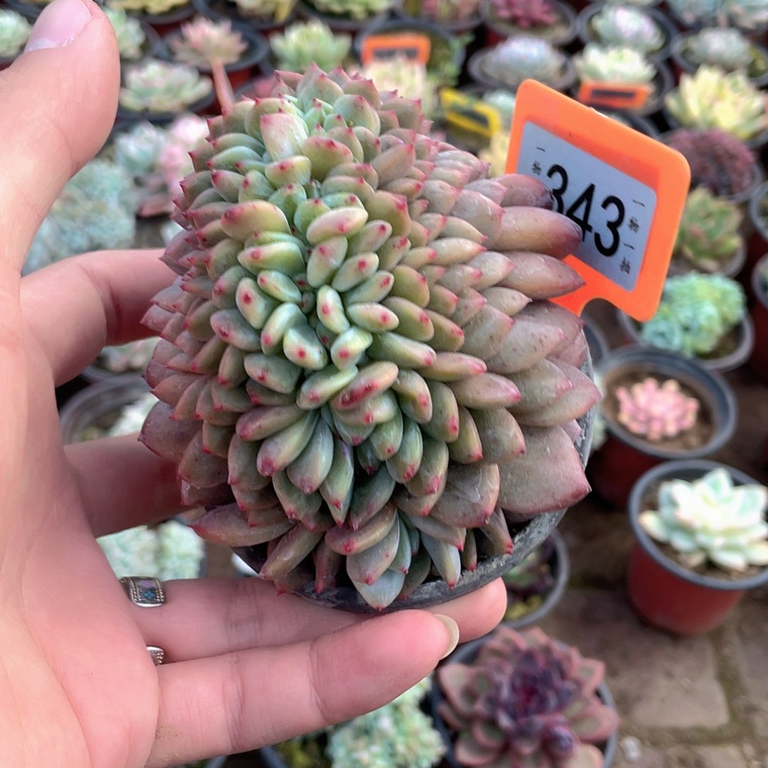 宸***哥343号多肉植物盆栽