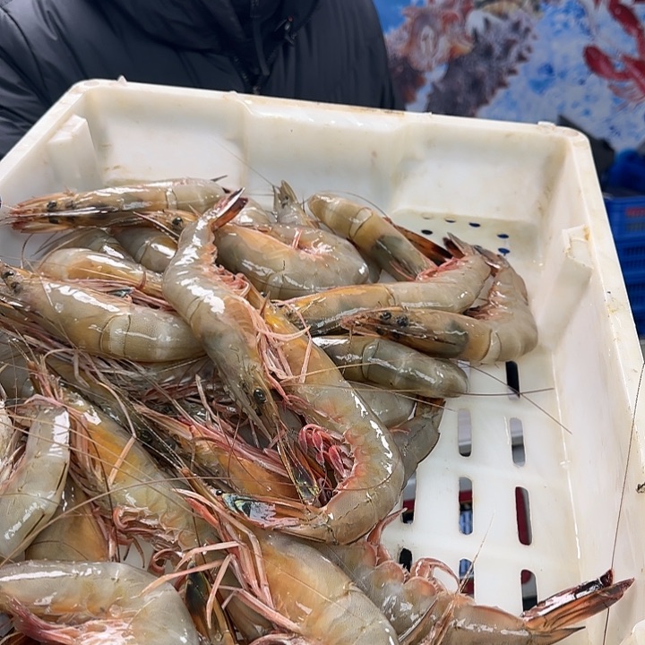 中国大陆宝*对虾