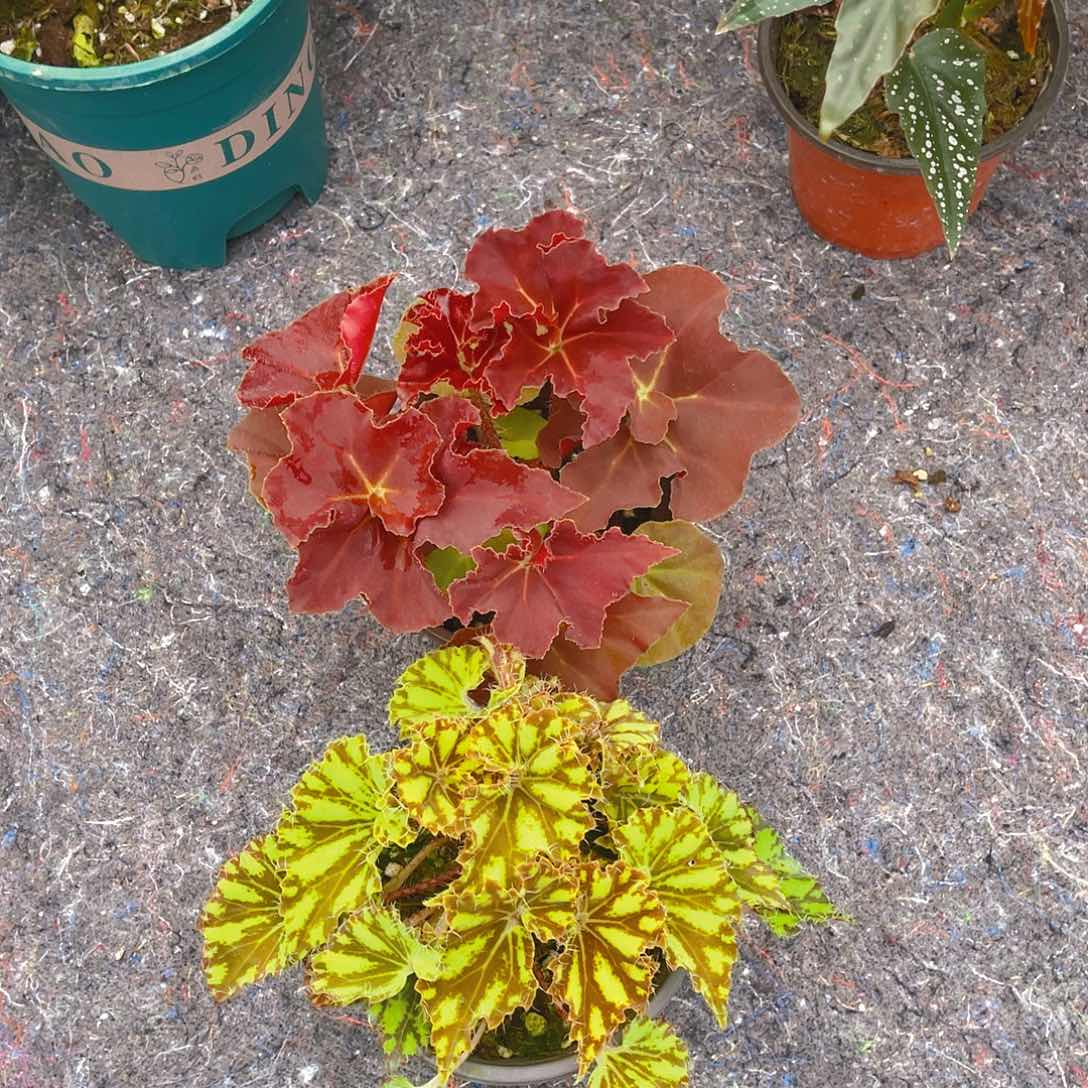 完全开放鬼灯丸，孔雀  秋海棠