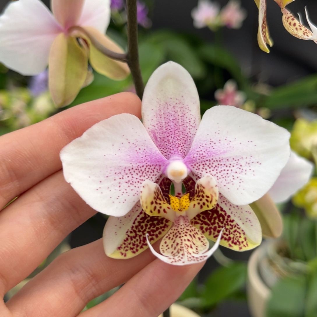 完全开放2.5寸西交白开花株