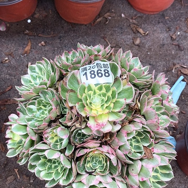 1868 一颗海王法师多肉