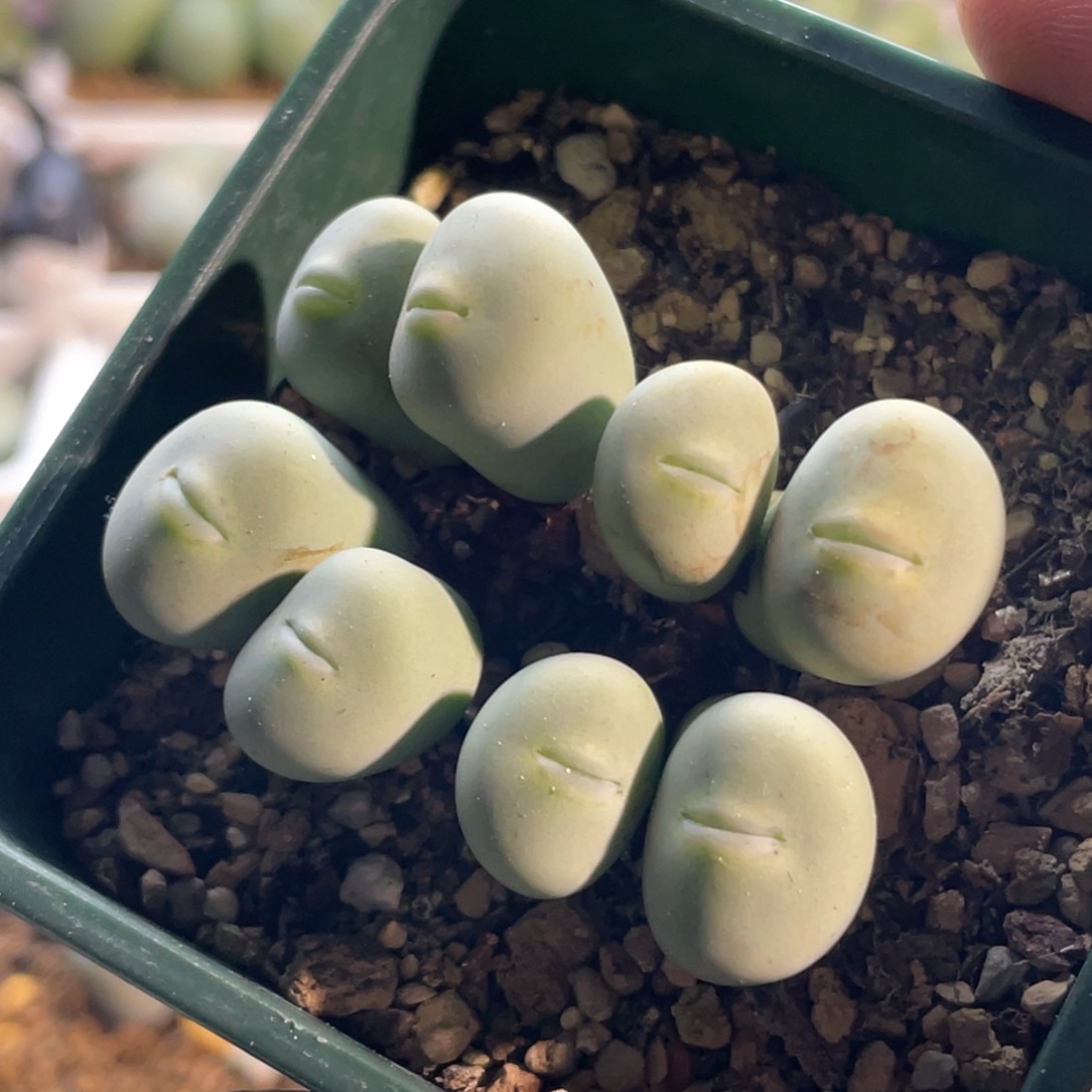 用***0玻尿酸大嘴嘟嘟嘴植物一物一拍