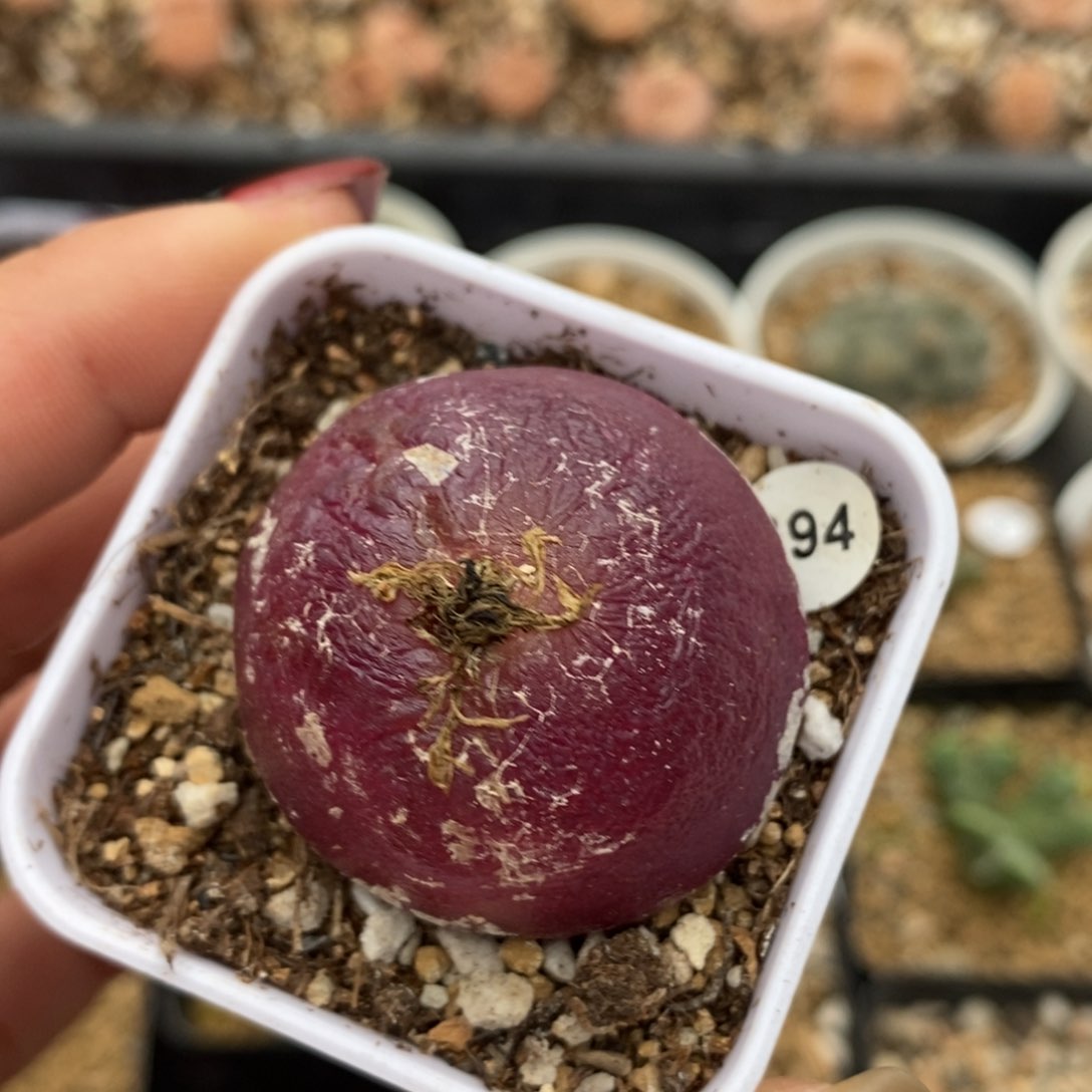 灯泡3.6cm（多肉植物