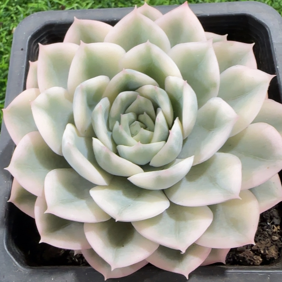 1196月亮仙子锦多肉植物的