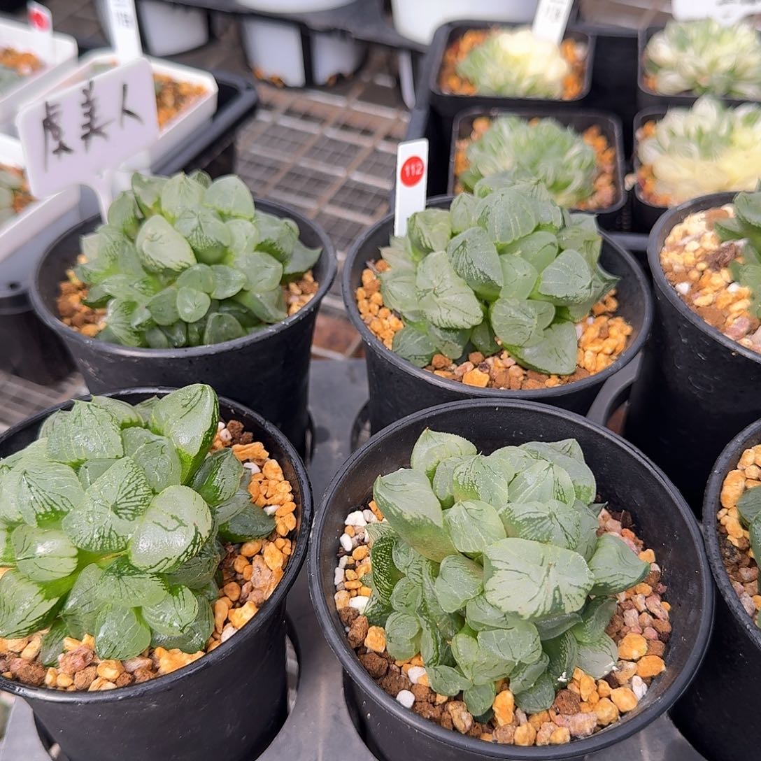 从前慢花园十二卷多肉编号-112