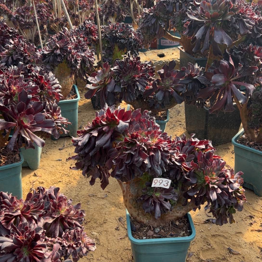 欧紫缀化993一颗