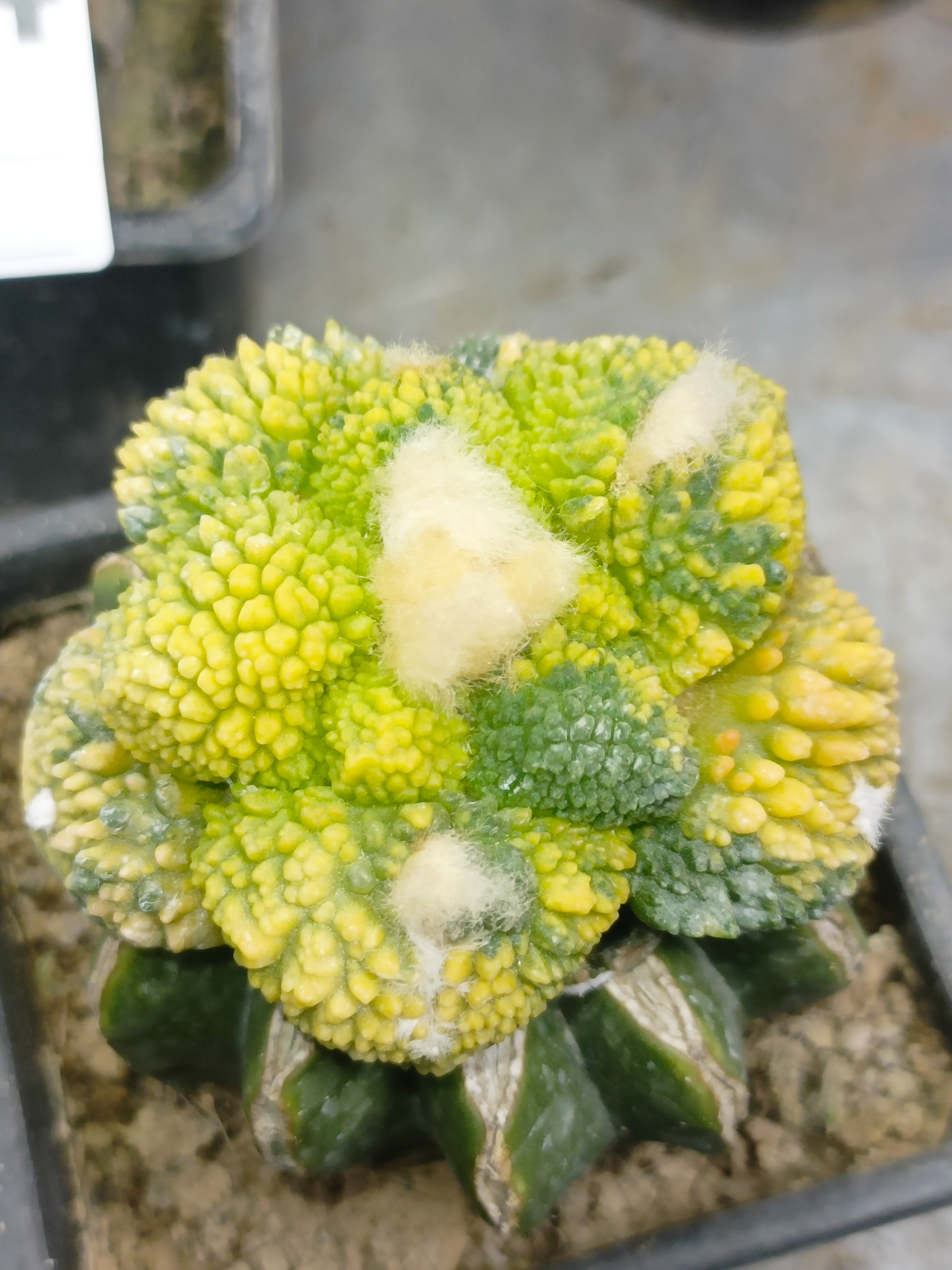 仙人科岩牡丹哥斯拉花锦多肉植物耐旱懒人绿植盆栽开花观赏