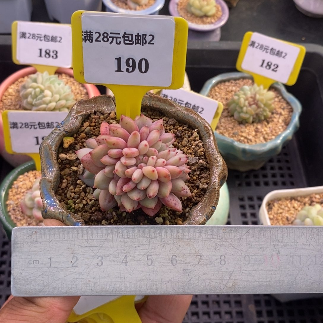 2190爱丽儿缀多肉