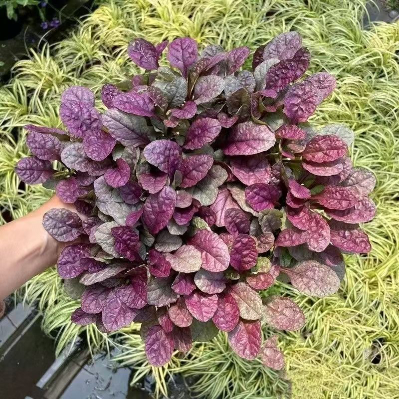 霓虹灯筋骨草耐寒耐热多年生庭院室外地栽四季常青开花植物