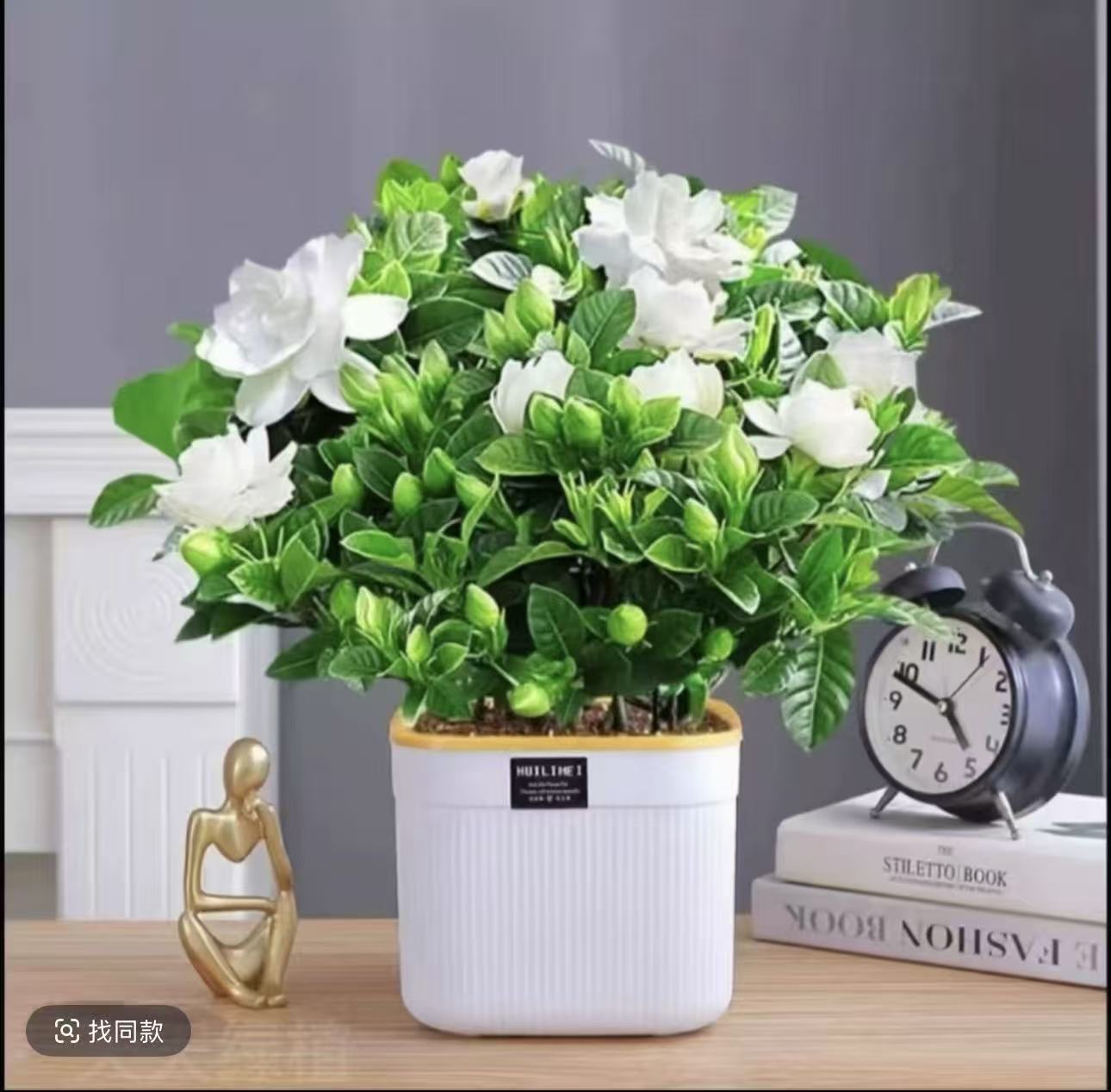 PZ带花苞栀子花盆栽室内水培桌面绿植四季好养可净化空气