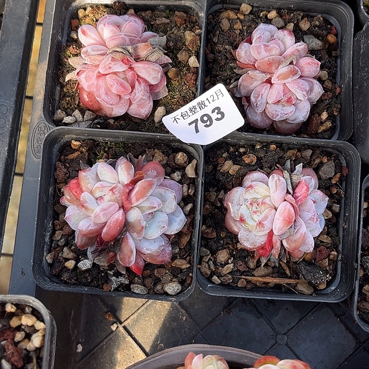 阿雅园艺。     783星影四颗