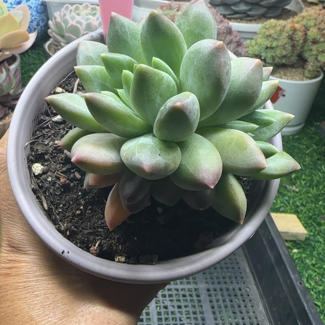 锦安精品多肉植物306