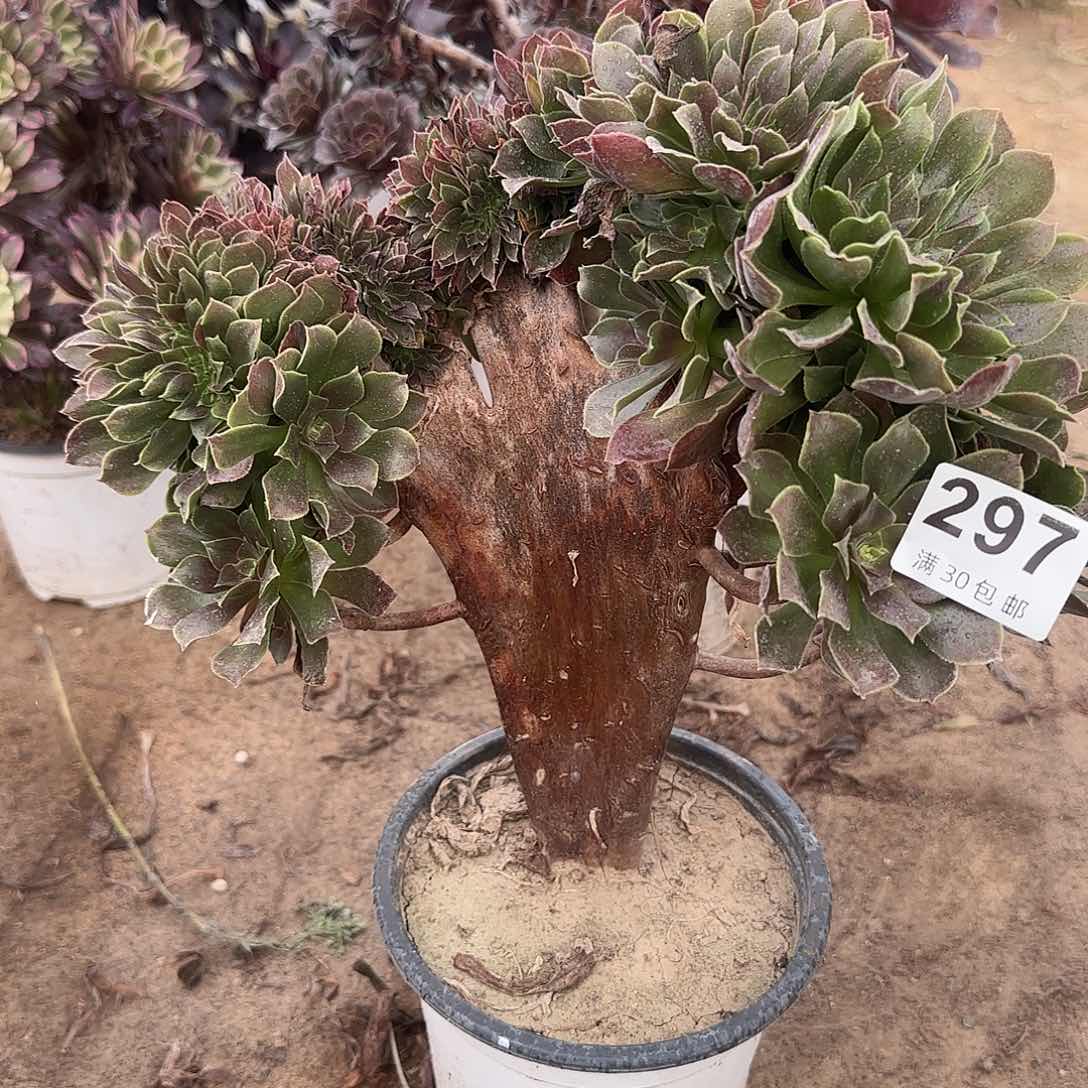 297。                 