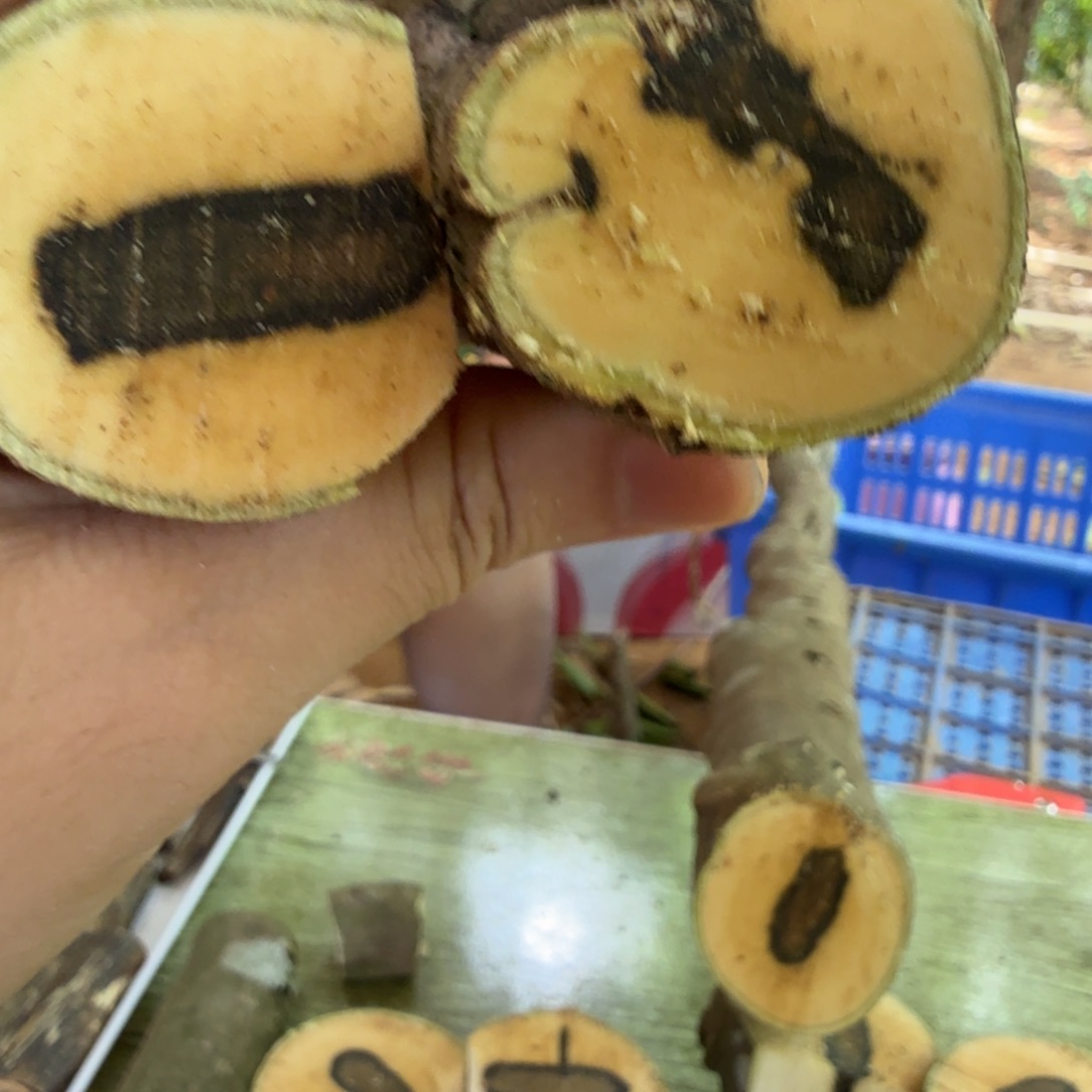 线香奇楠沉香原木