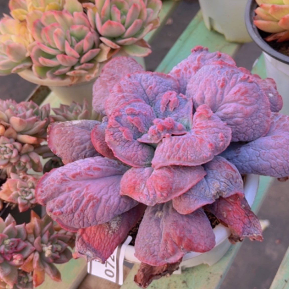 【闪购商品】男爵07244