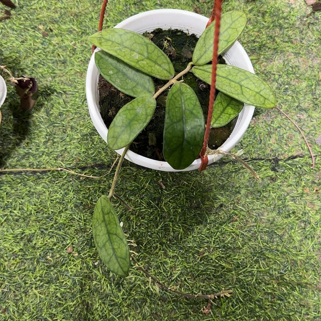 少量花朵（建议范围：2朵-5朵 或40%以下）花叶香花一物一拍