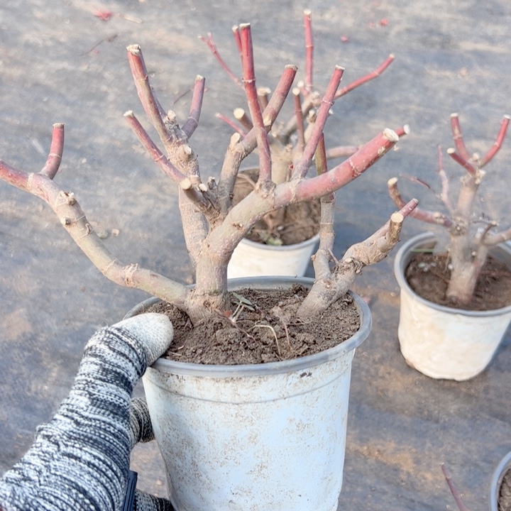 苏***宋无花朵枫树……枫树