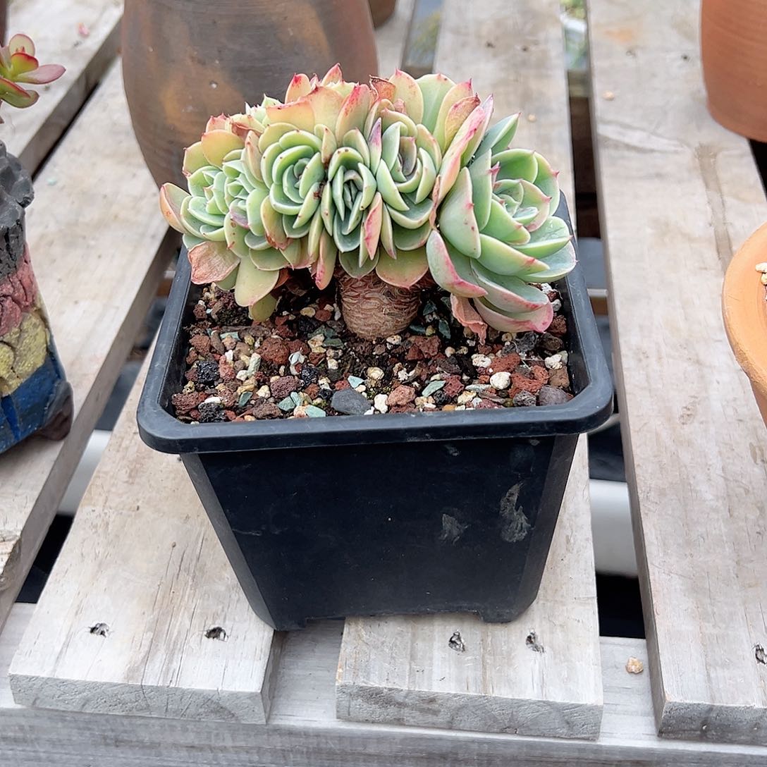 摆*人梅拉达缀多肉植物脱土