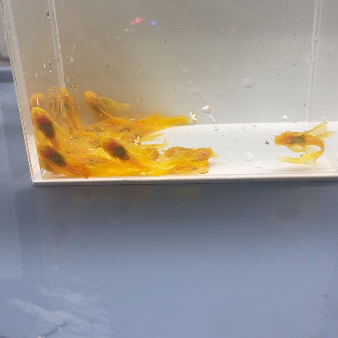 清道夫鱼大帆20条开箱视频报损