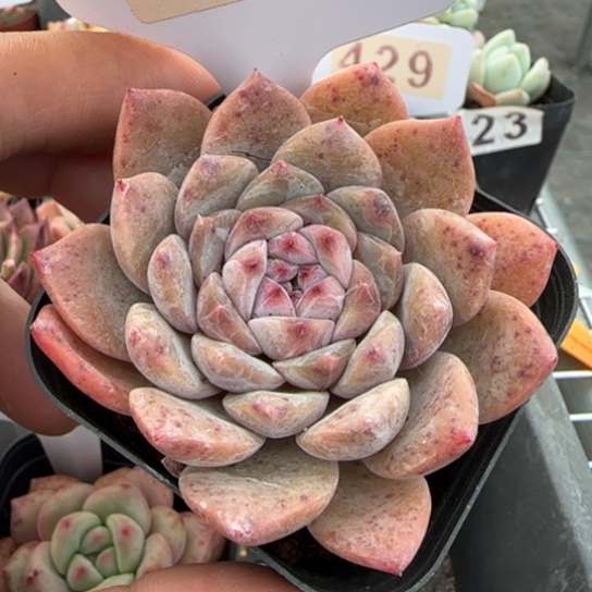 403冰糖一物一拍多肉