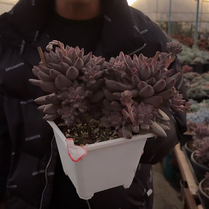 流沙虞群生精品多肉带盆土