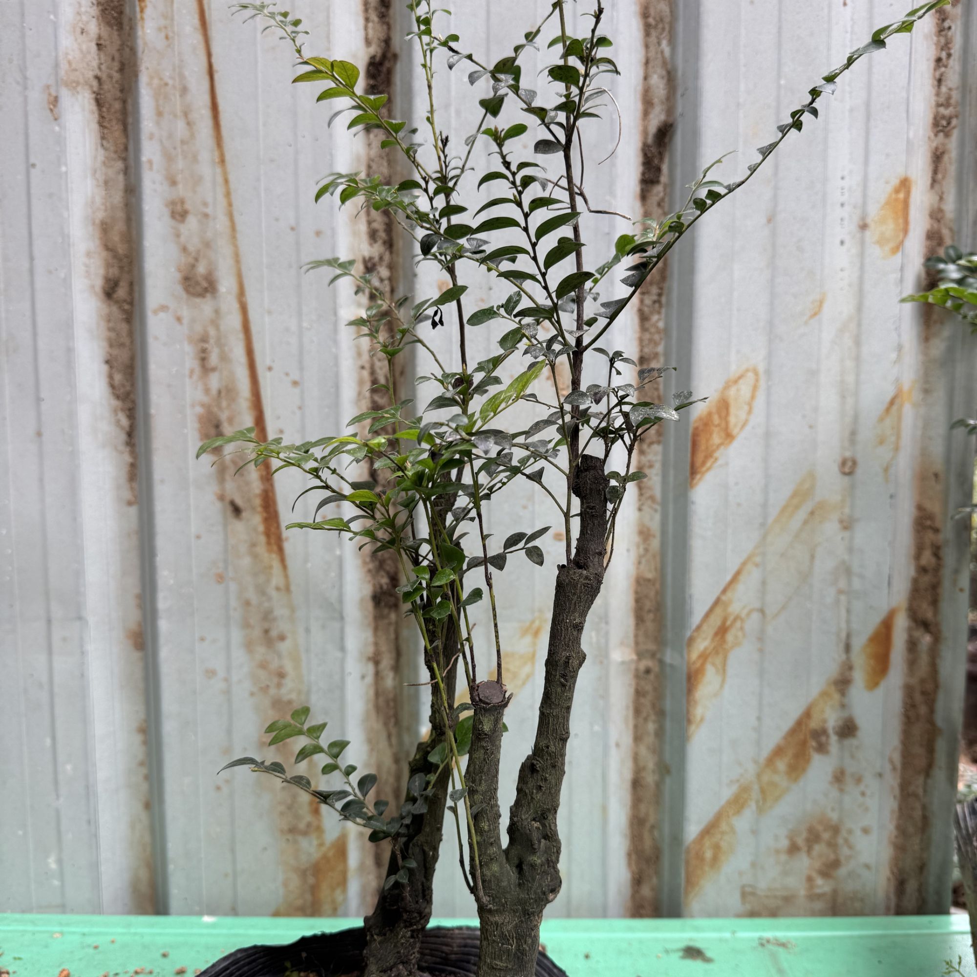 室内盆栽黑骨茶D17