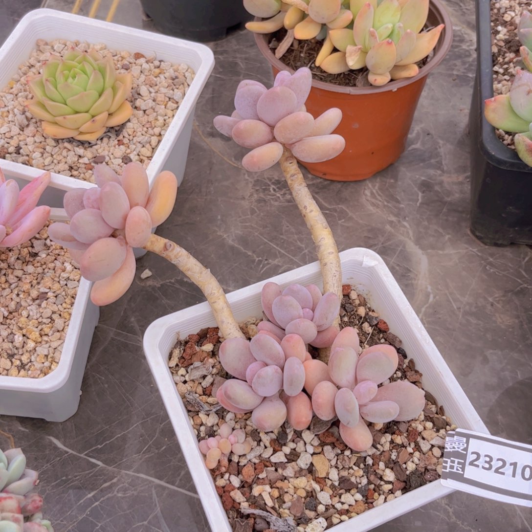 橙雪球多肉植物23210