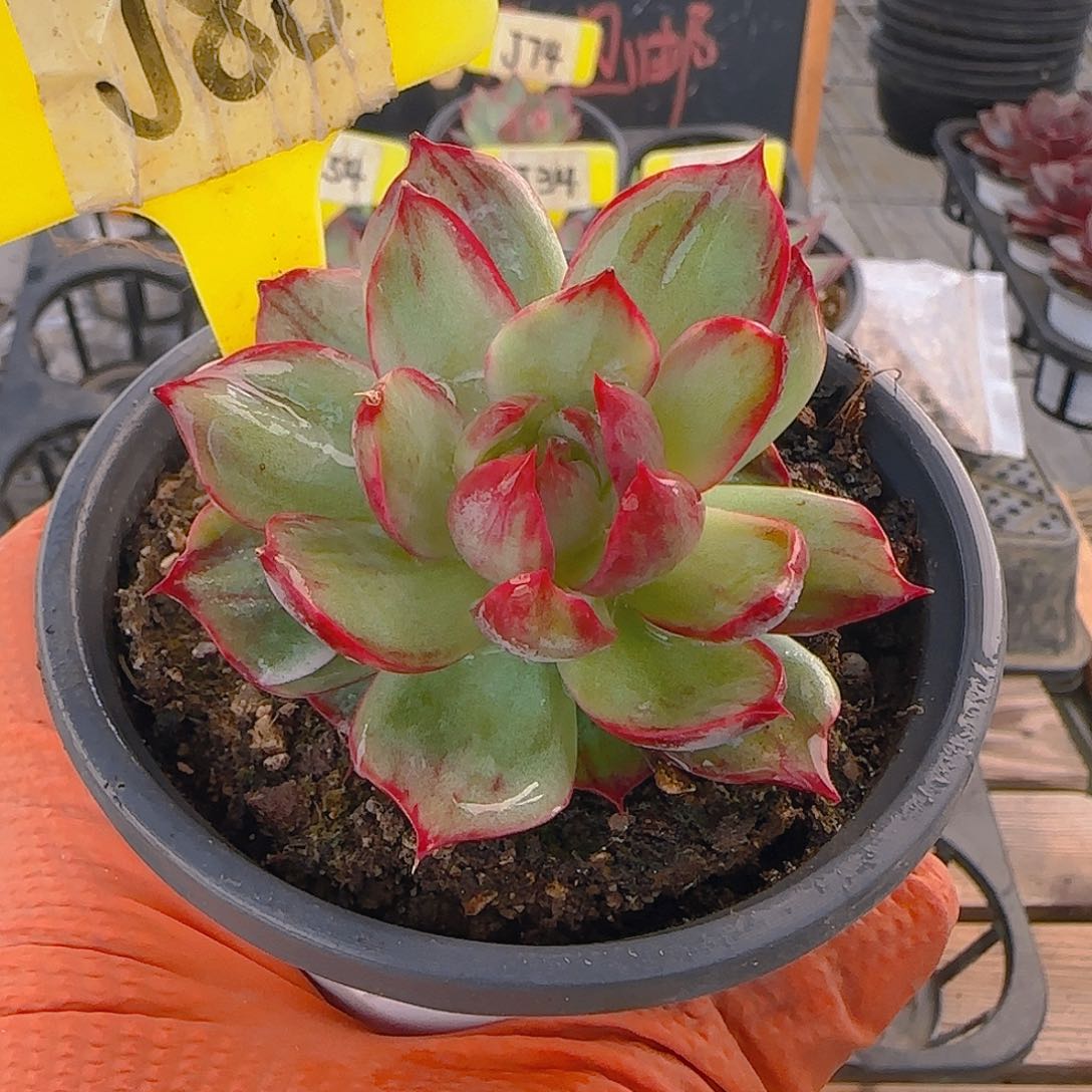 一****生J86 惊鸿仙子多肉植物