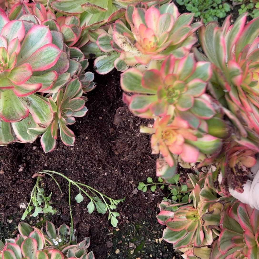 62唐三彩母本卸过崽9.9