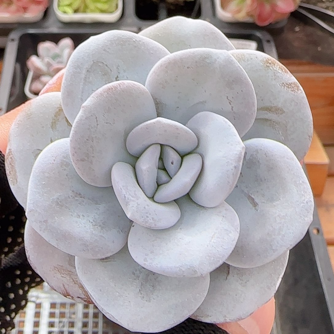 多肉0705-04雪莲雪莲