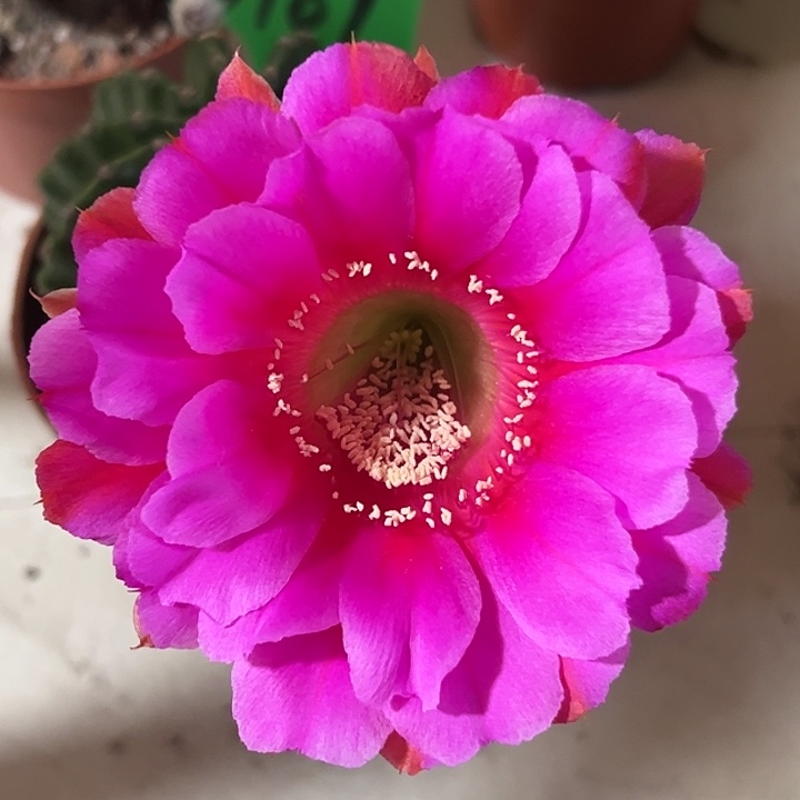 3169 实生彩草 脱土发