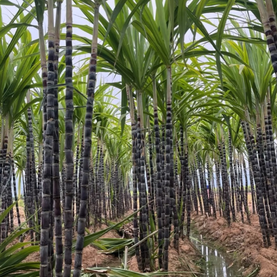 紫皮甘蔗一根（默认削皮）