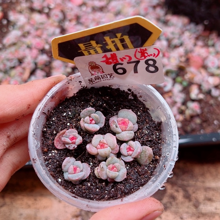 多肉植物多肉植物