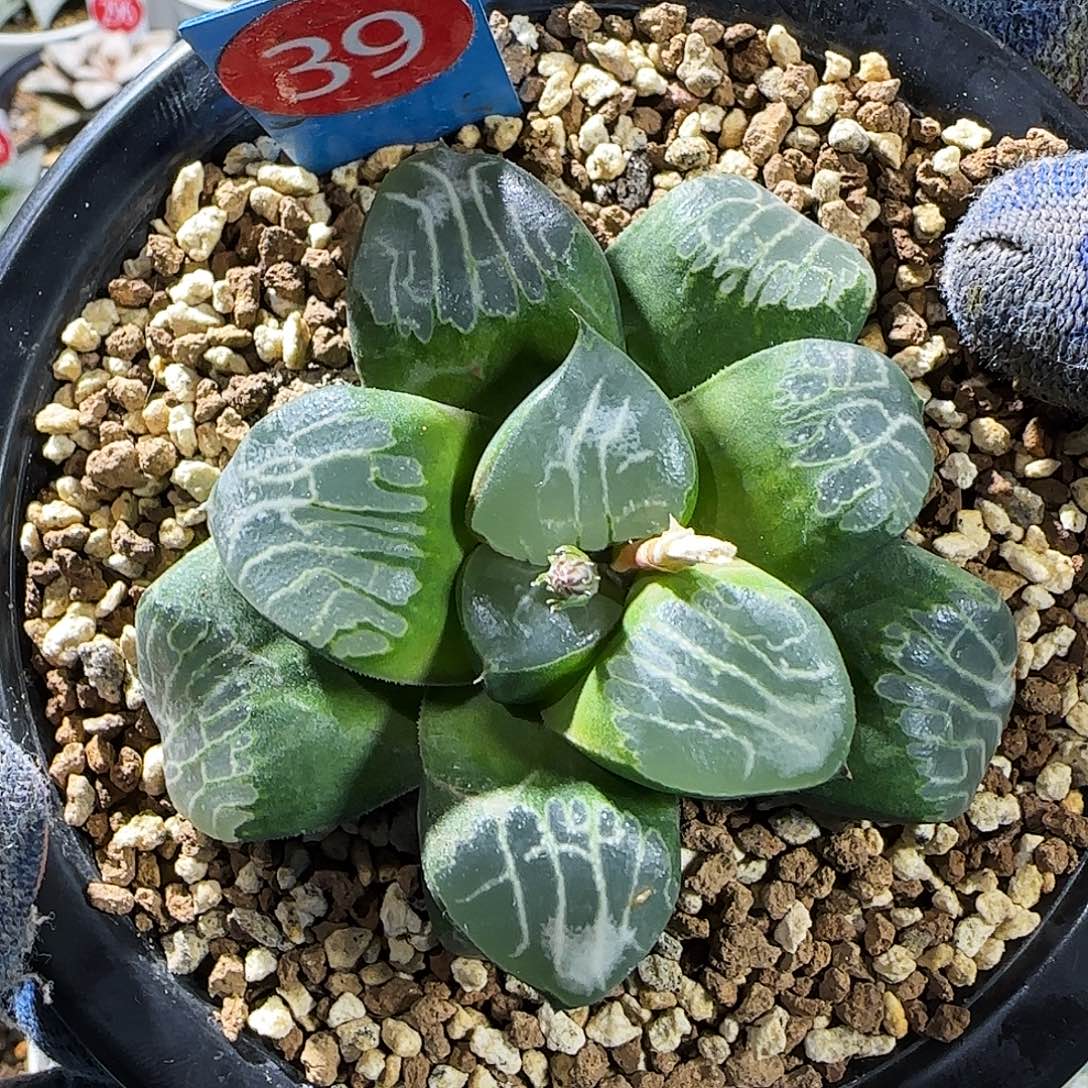 39号实生丸叶未繁殖 7 厘米左右一物一拍带盆发货