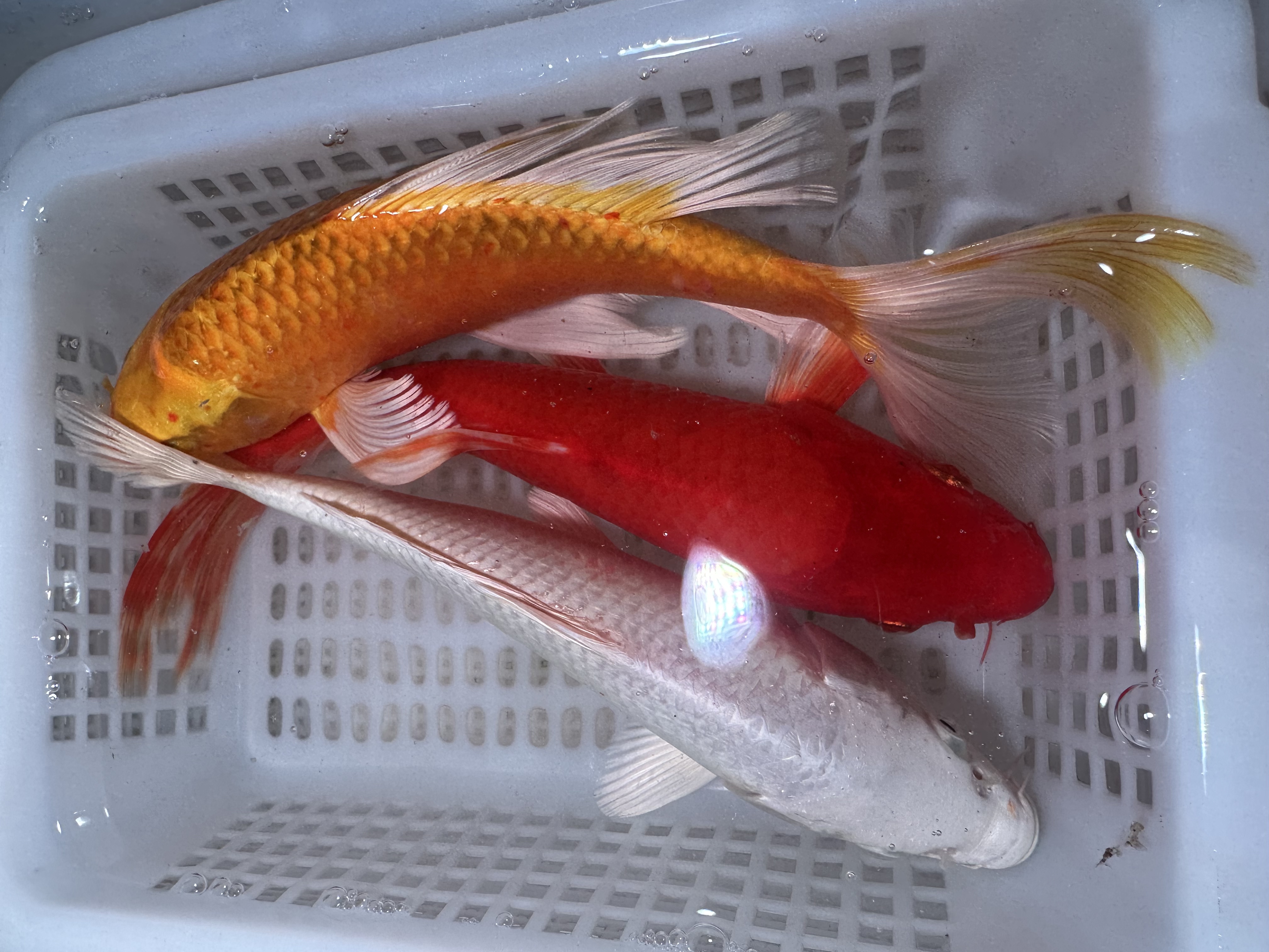 【三条装】精品黄蝴蝶白蝴蝶纯红火鲤蝴蝶鲤锦鲤观赏鱼冷水鱼包邮